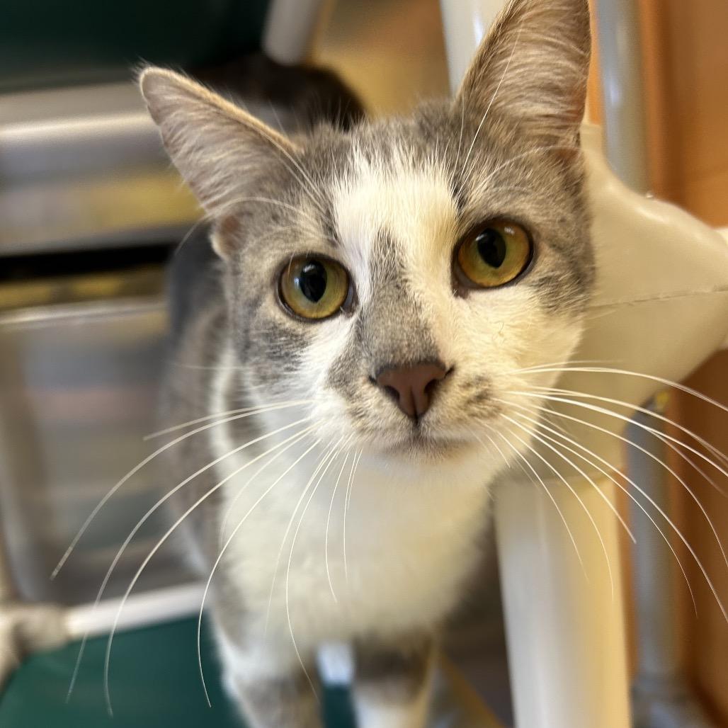 Enlarge Sterling, a Adoptable Domestic Short Hair in Roxboro, NC image 5/6