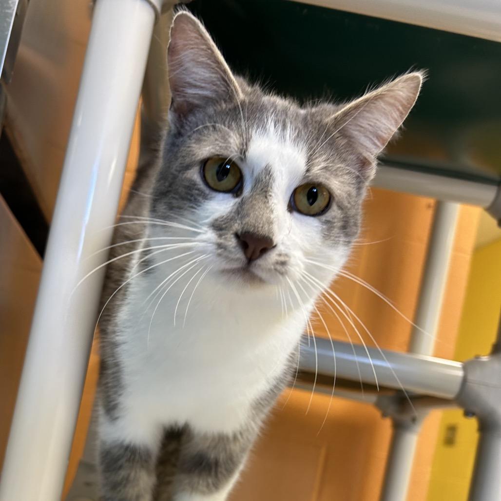 Enlarge Sterling, a Adoptable Domestic Short Hair in Roxboro, NC image 6/6