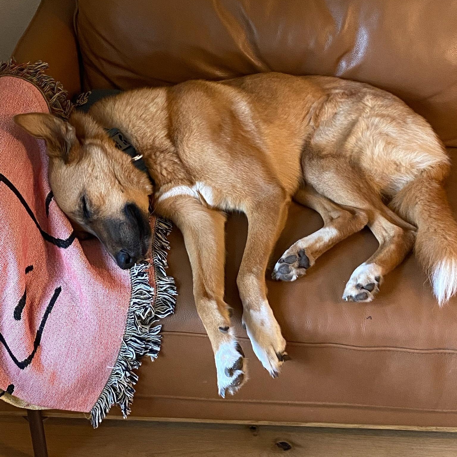 Enlarge Winnie, a Adoptable mixed breed in Austin, TX image 3/4