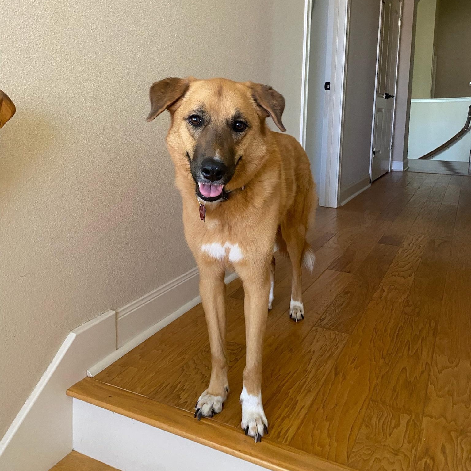 Winnie, Adoptable, Adult Female Anatolian Shepherd.