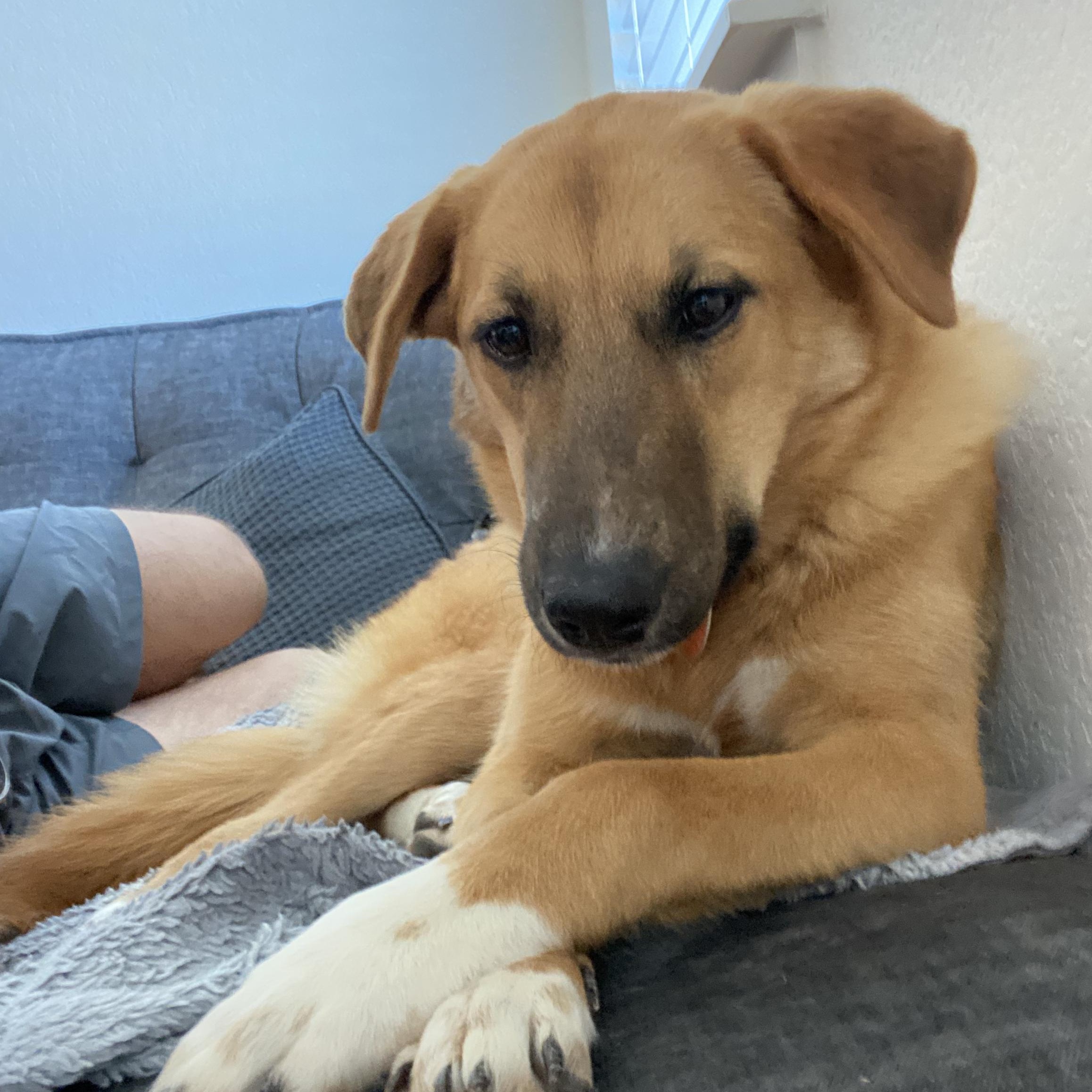 Enlarge Winnie, a Adoptable mixed breed in Austin, TX image 2/4