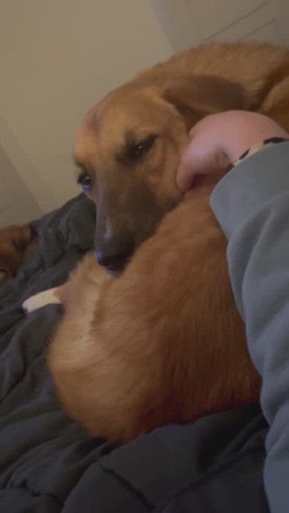 Enlarge Winnie, a Adoptable mixed breed in Austin, TX video 4/4