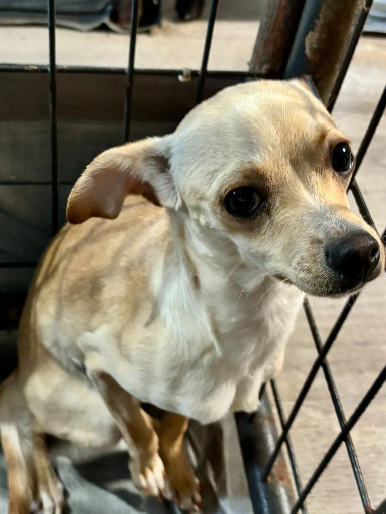 Claire, Adoptable, Adult Female Chihuahua.