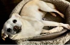 Enlarge Claire, a Adoptable Chihuahua in Thompson Falls, MT image 1/3