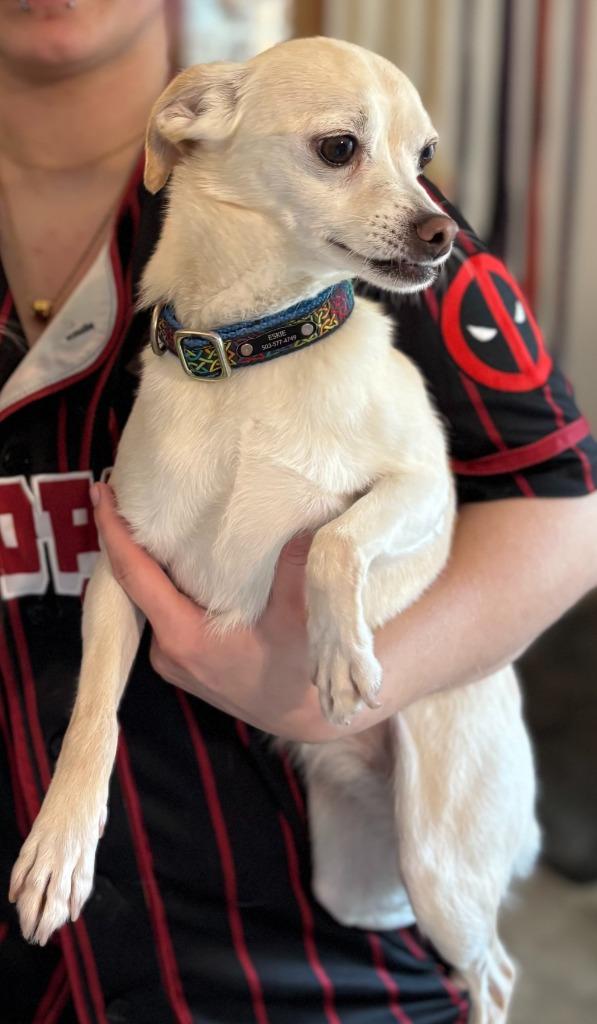 Enlarge Claire, a Adoptable Chihuahua in Thompson Falls, MT image 2/3