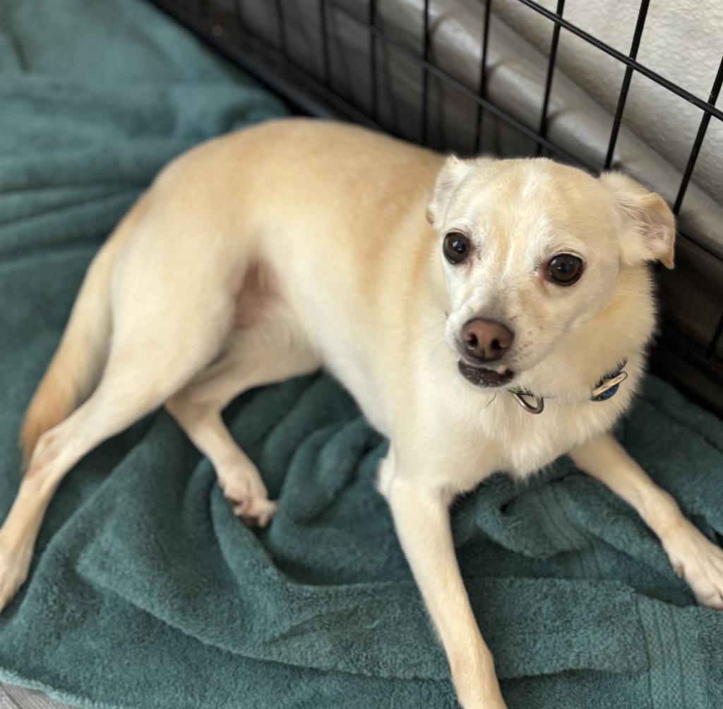 Enlarge Claire, a Adoptable Chihuahua in Thompson Falls, MT image 3/3