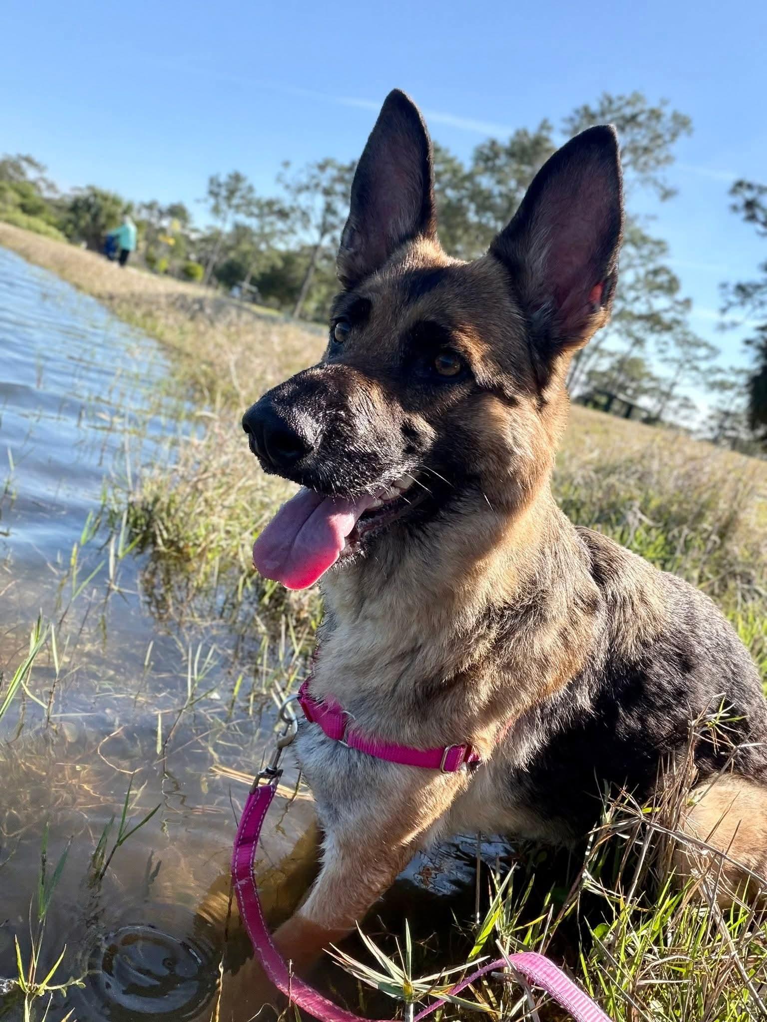 Enlarge Rhea, a ADOPTABLE German Shepherd Dog in Clermont, FL image 2/5