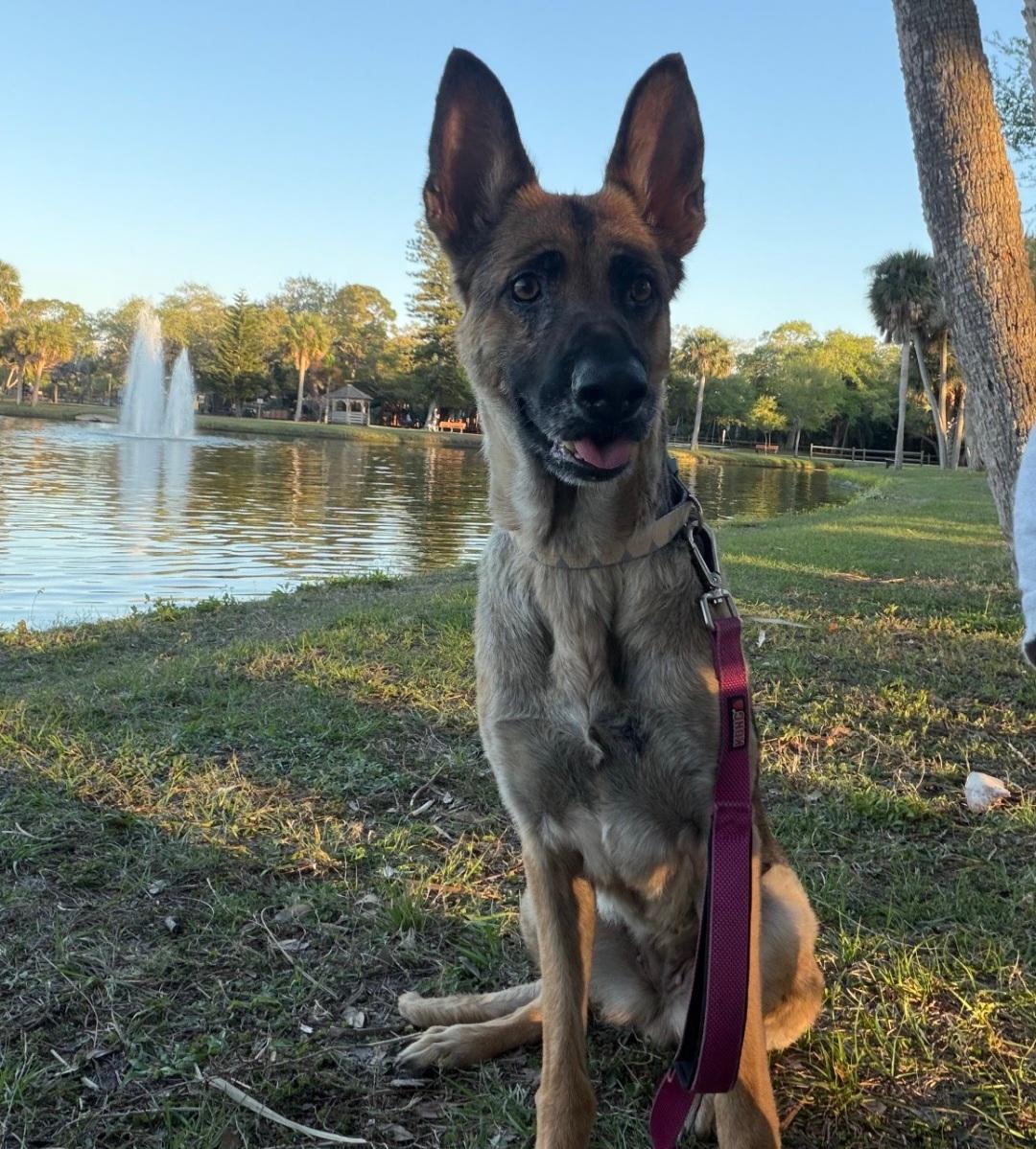 Enlarge Rhea, a ADOPTABLE German Shepherd Dog in Clermont, FL image 3/3