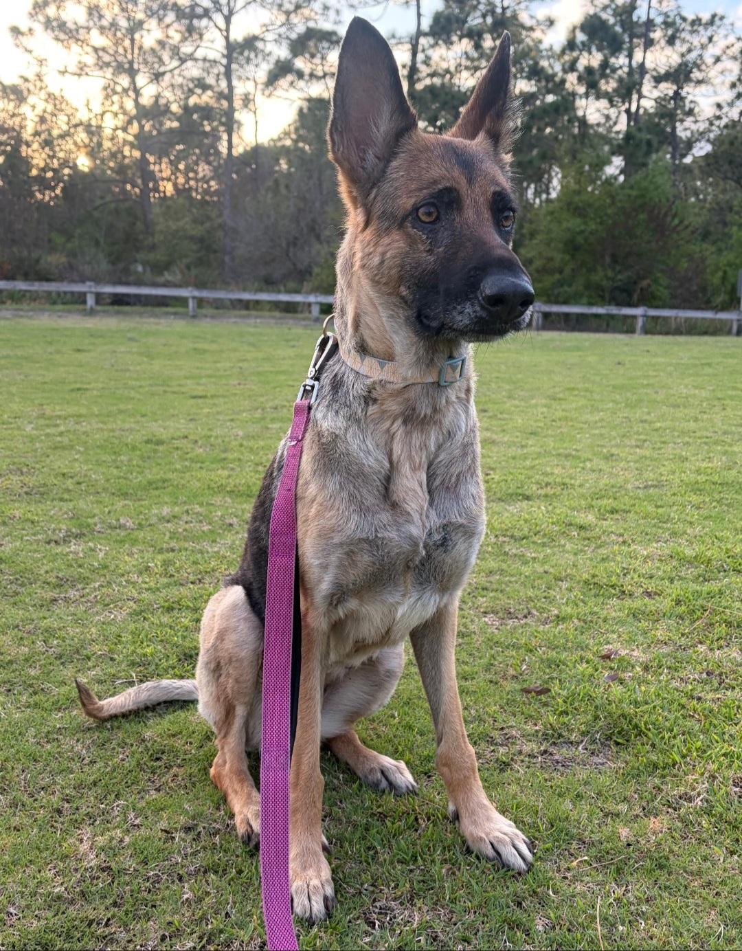 Enlarge Rhea, a ADOPTABLE German Shepherd Dog in Clermont, FL image 2/3