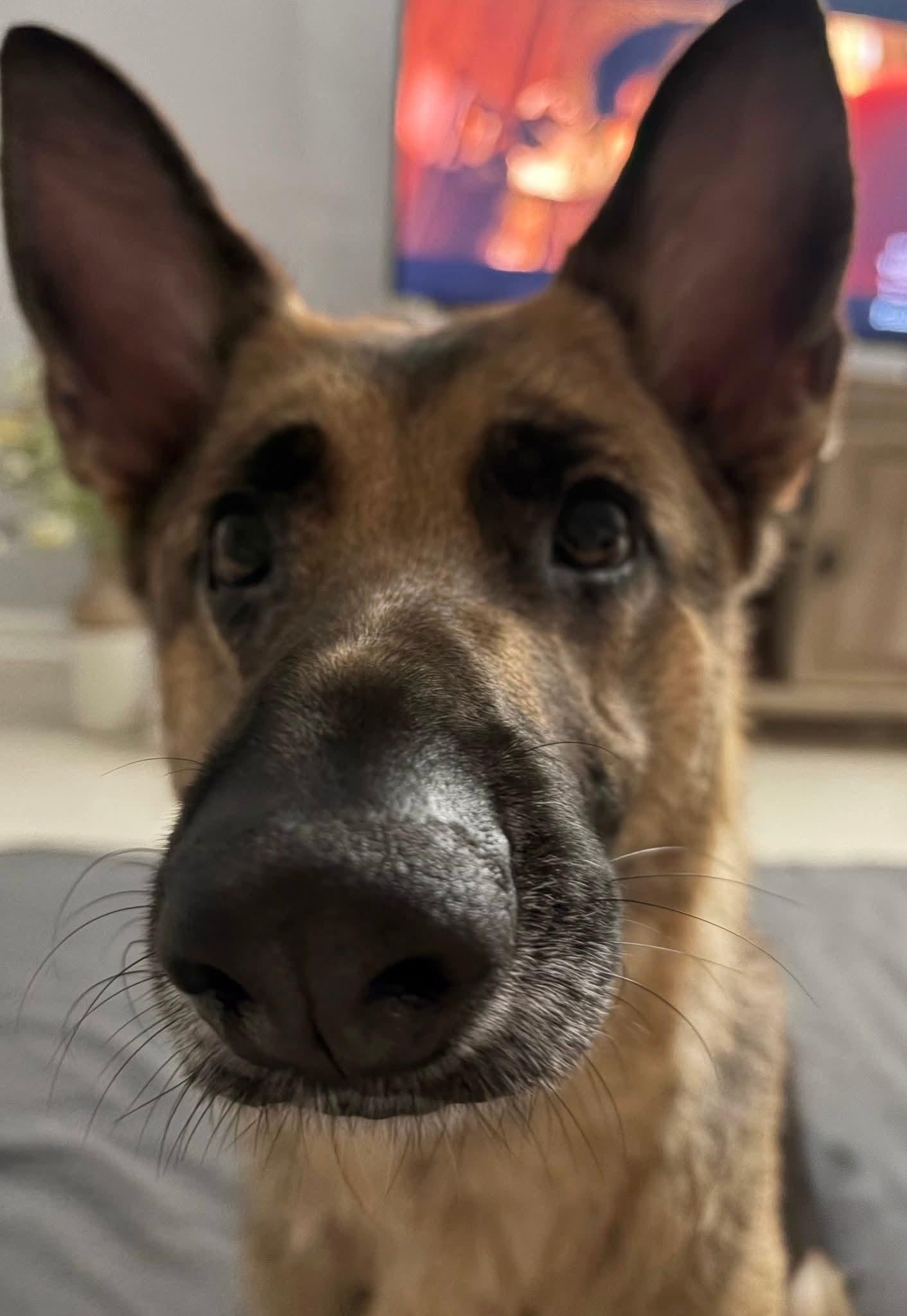 Rhea, ADOPTABLE, Adult Female German Shepherd Dog.