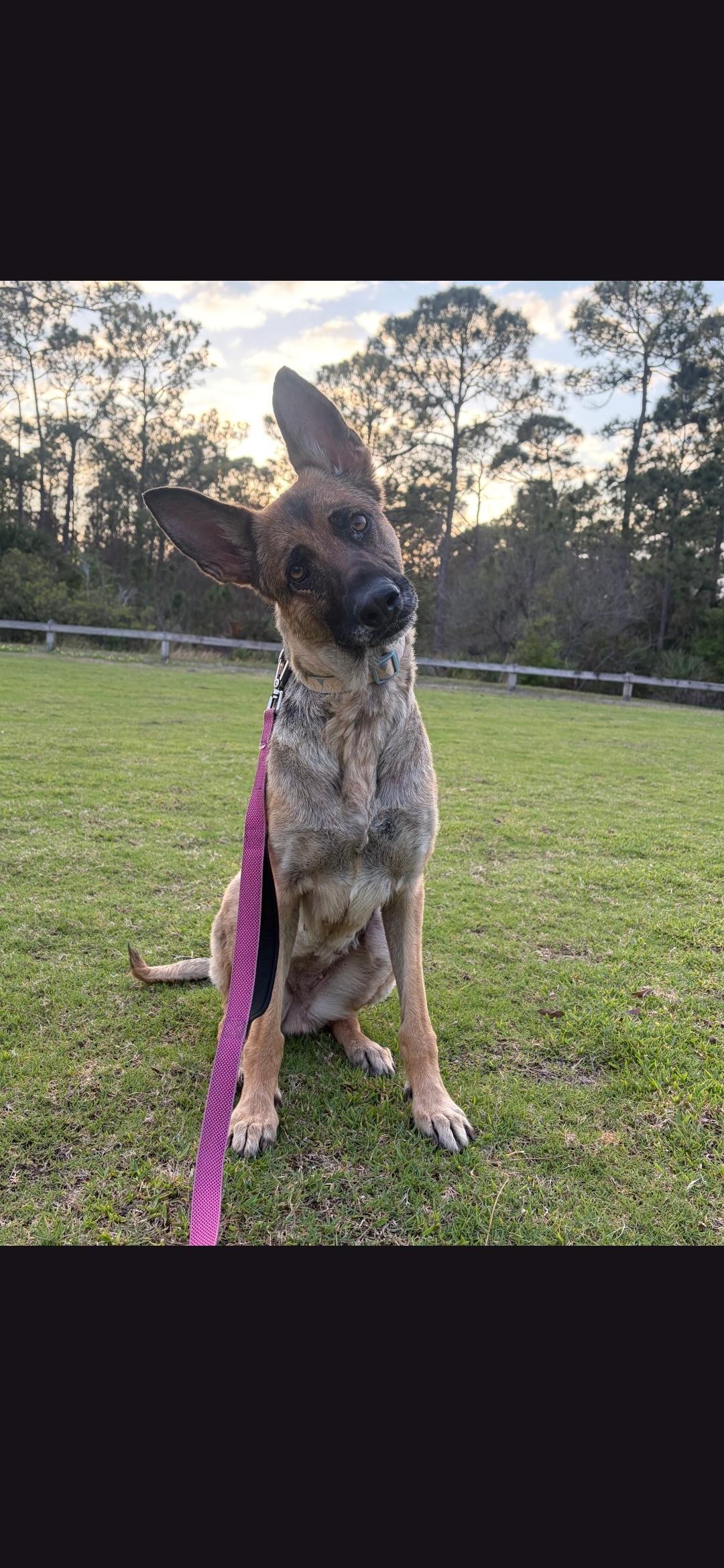 Rhea, ADOPTABLE, Adult Female German Shepherd Dog.