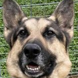 Gimli, ADOPTABLE, Adult Male German Shepherd Dog.