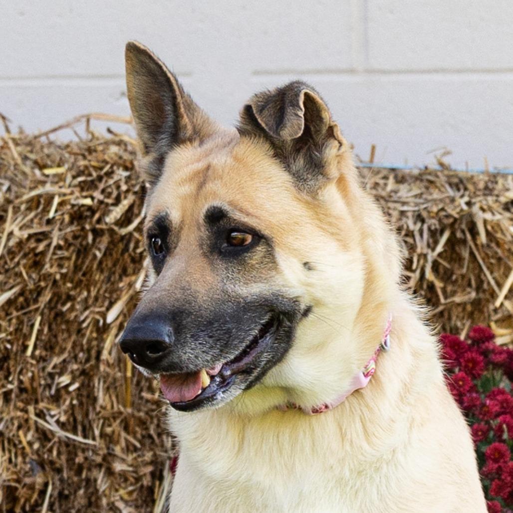 Enlarge Maze, a Adoptable mixed breed in Council Bluffs, IA image 1/6
