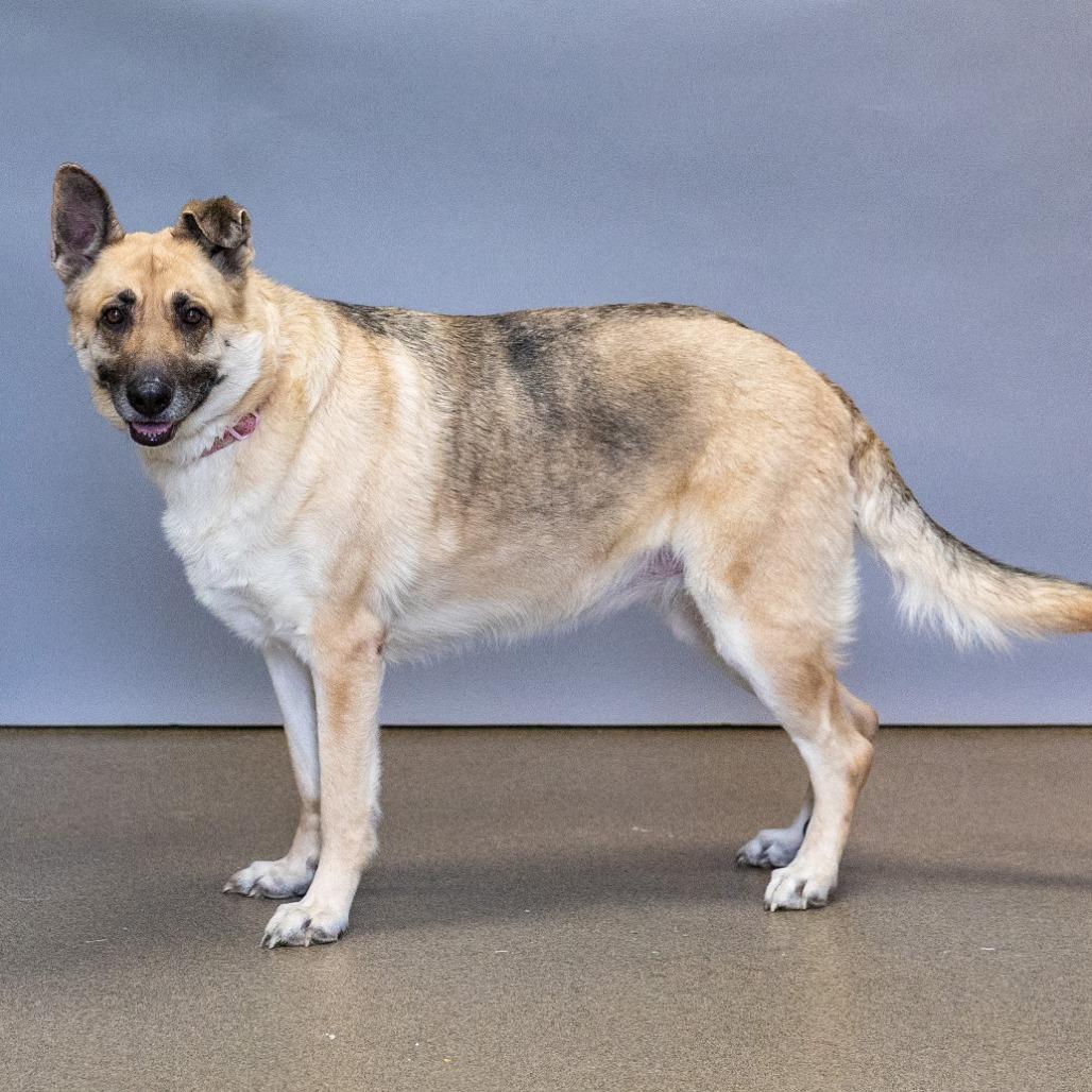 Enlarge Maze, a Adoptable mixed breed in Council Bluffs, IA image 2/6