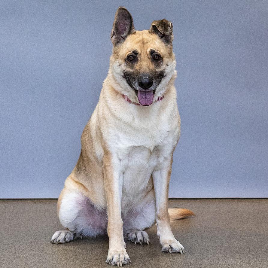 Enlarge Maze, a Adoptable mixed breed in Council Bluffs, IA image 3/6