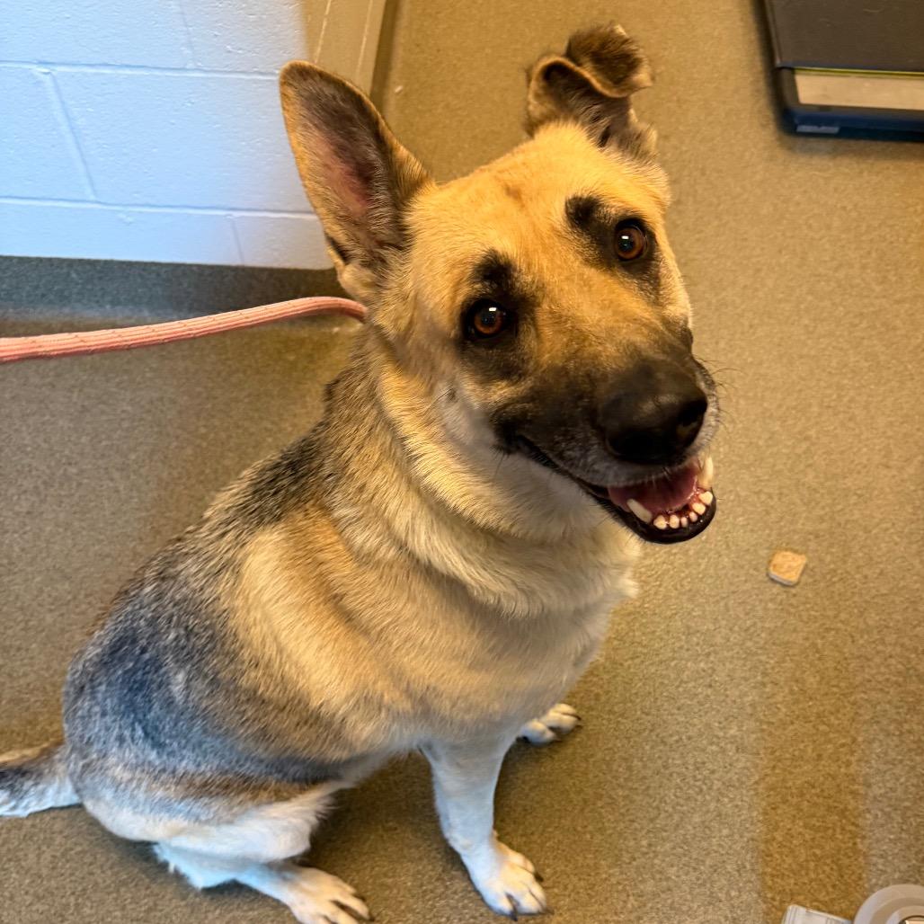 Enlarge Maze, a Adoptable mixed breed in Council Bluffs, IA image 4/6
