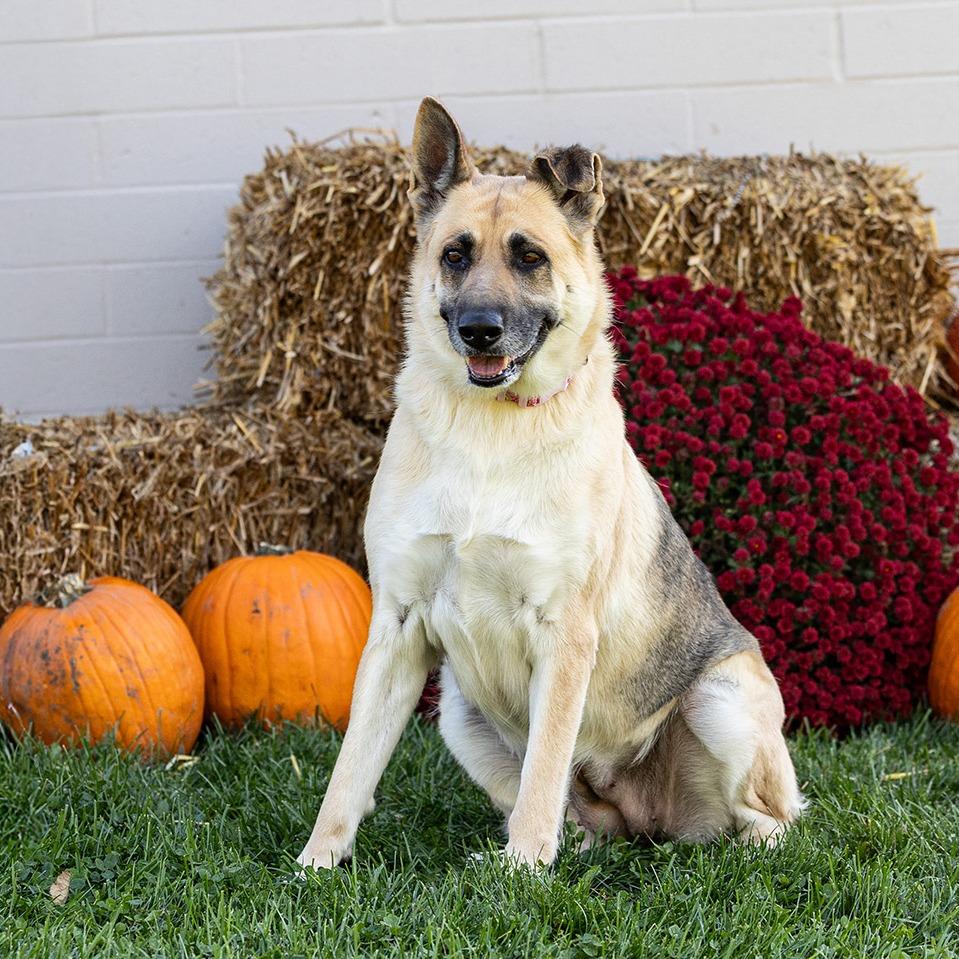 Enlarge Maze, a Adoptable mixed breed in Council Bluffs, IA image 5/6