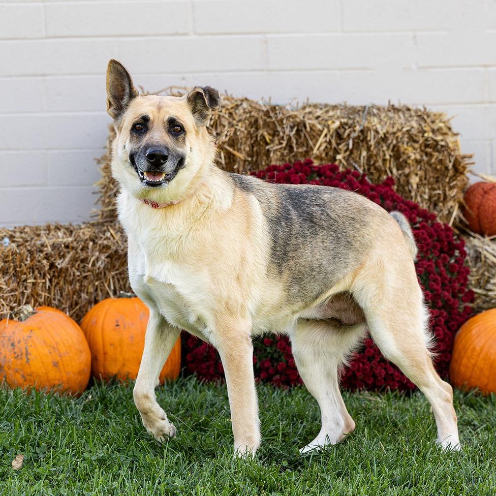 Enlarge Maze, a Adoptable mixed breed in Council Bluffs, IA image 6/6