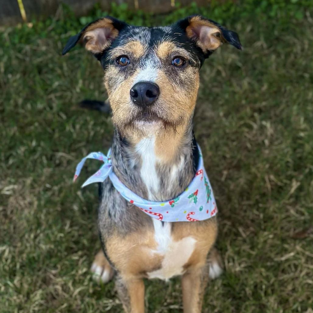 Lainey, Adoptable, Young Female Terrier.