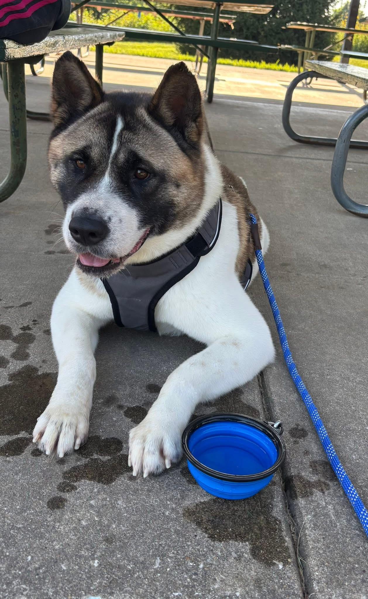 Zola, Adopted, Adult Female Akita.