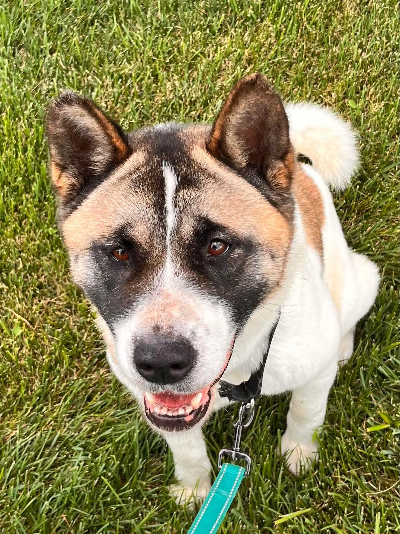 Enlarge Zola, a Adopted Akita in Chicago, IL image 2/5