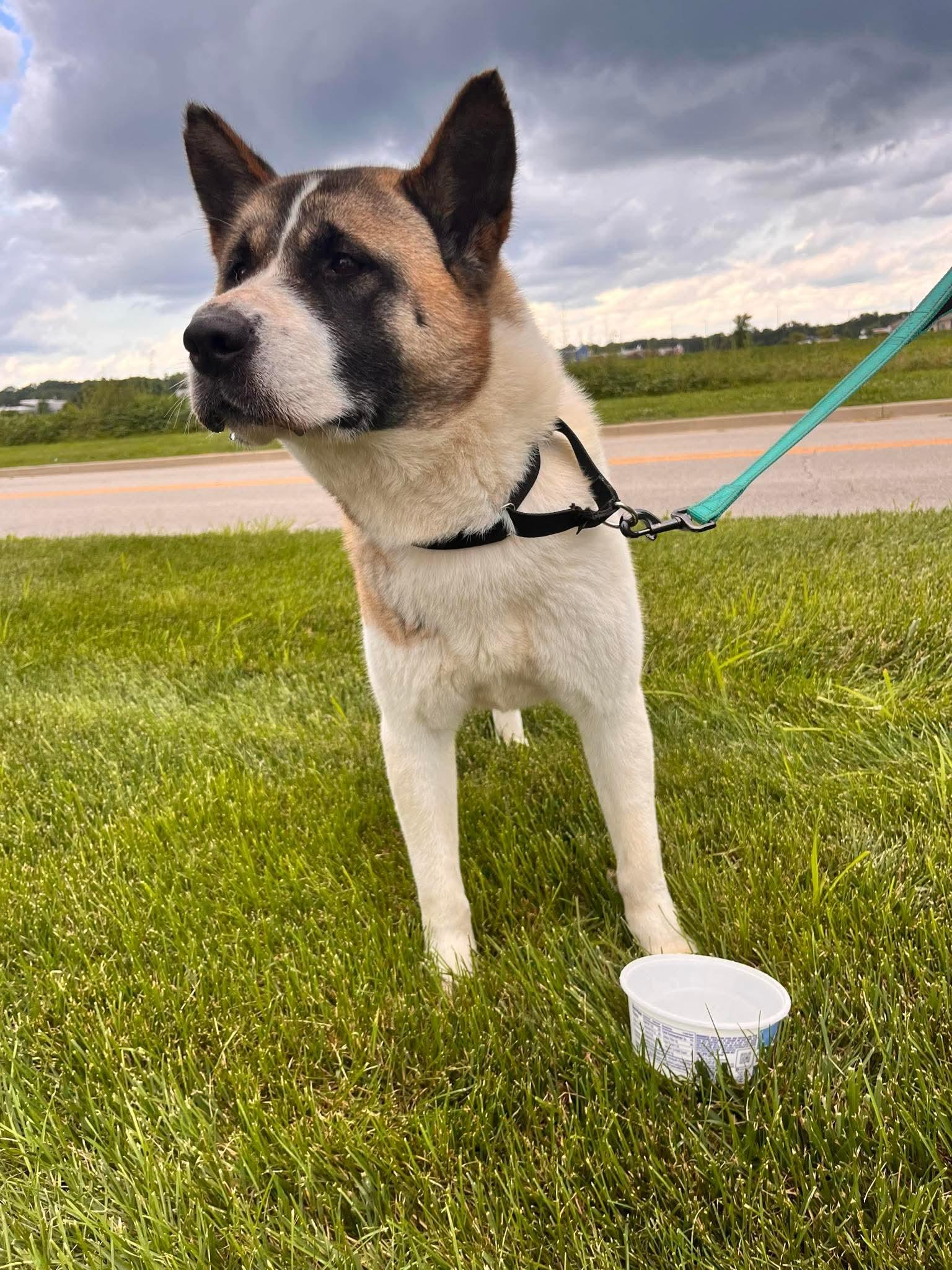 Enlarge Zola, a Adopted Akita in Chicago, IL image 4/5