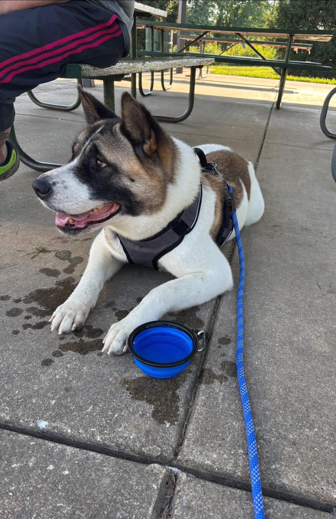Enlarge Zola, a Adopted Akita in Chicago, IL image 5/5