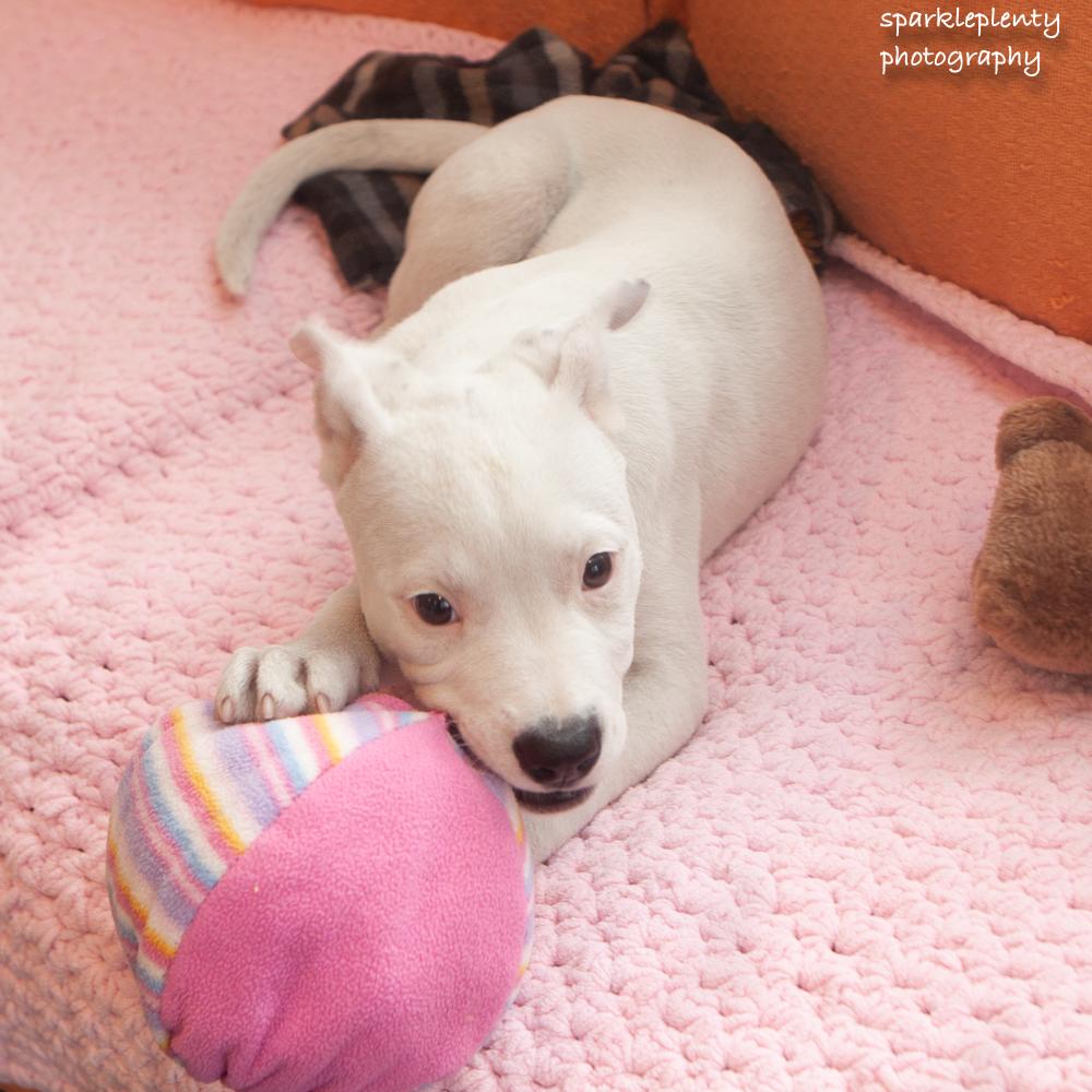 Eraser, an adopted Mixed Breed in Ridgefield, CT image 2/2