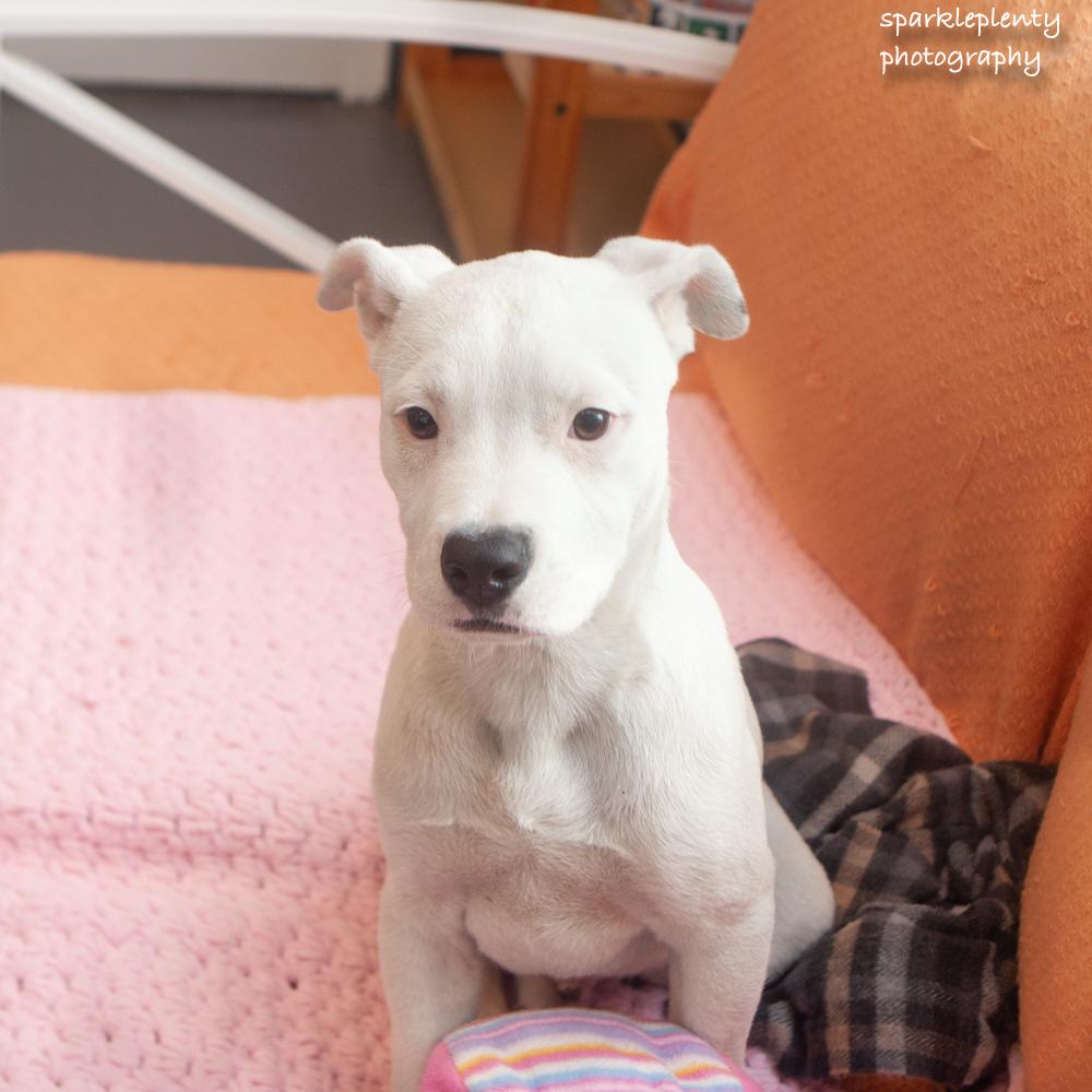 Eraser, adopted, Puppy Male Mixed Breed.