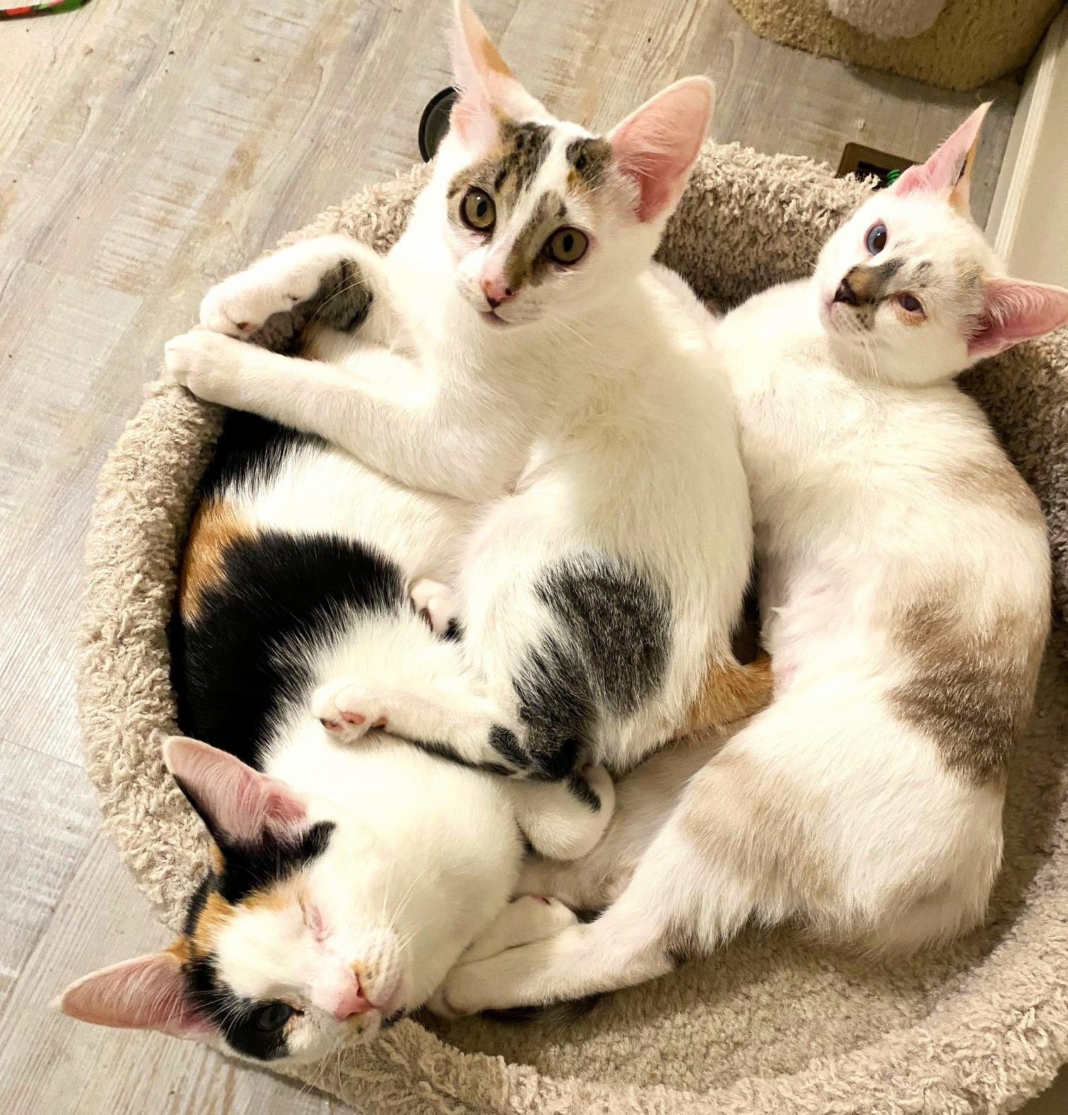 Hypoallergenic Cats for Adoption: Find Your Perfect Allergy-Friendly Pet