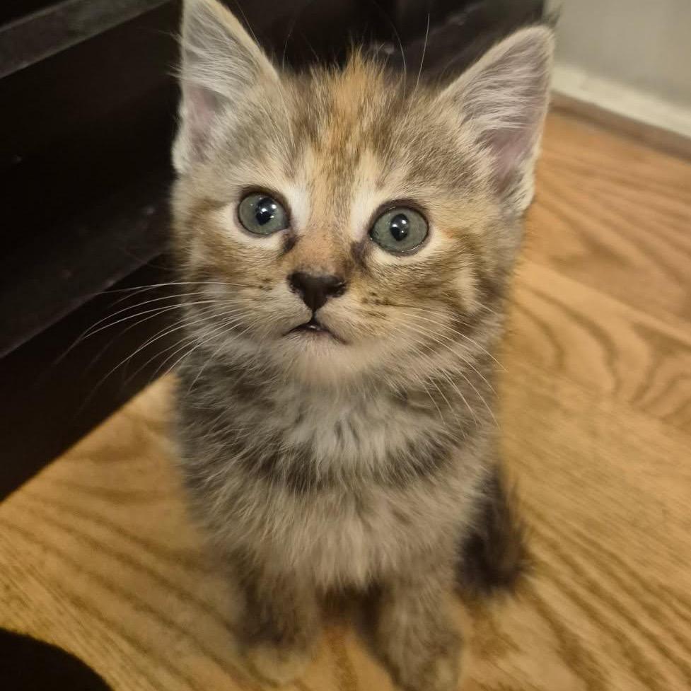 Poppy, Adoptable, Kitten Female Domestic Short Hair.