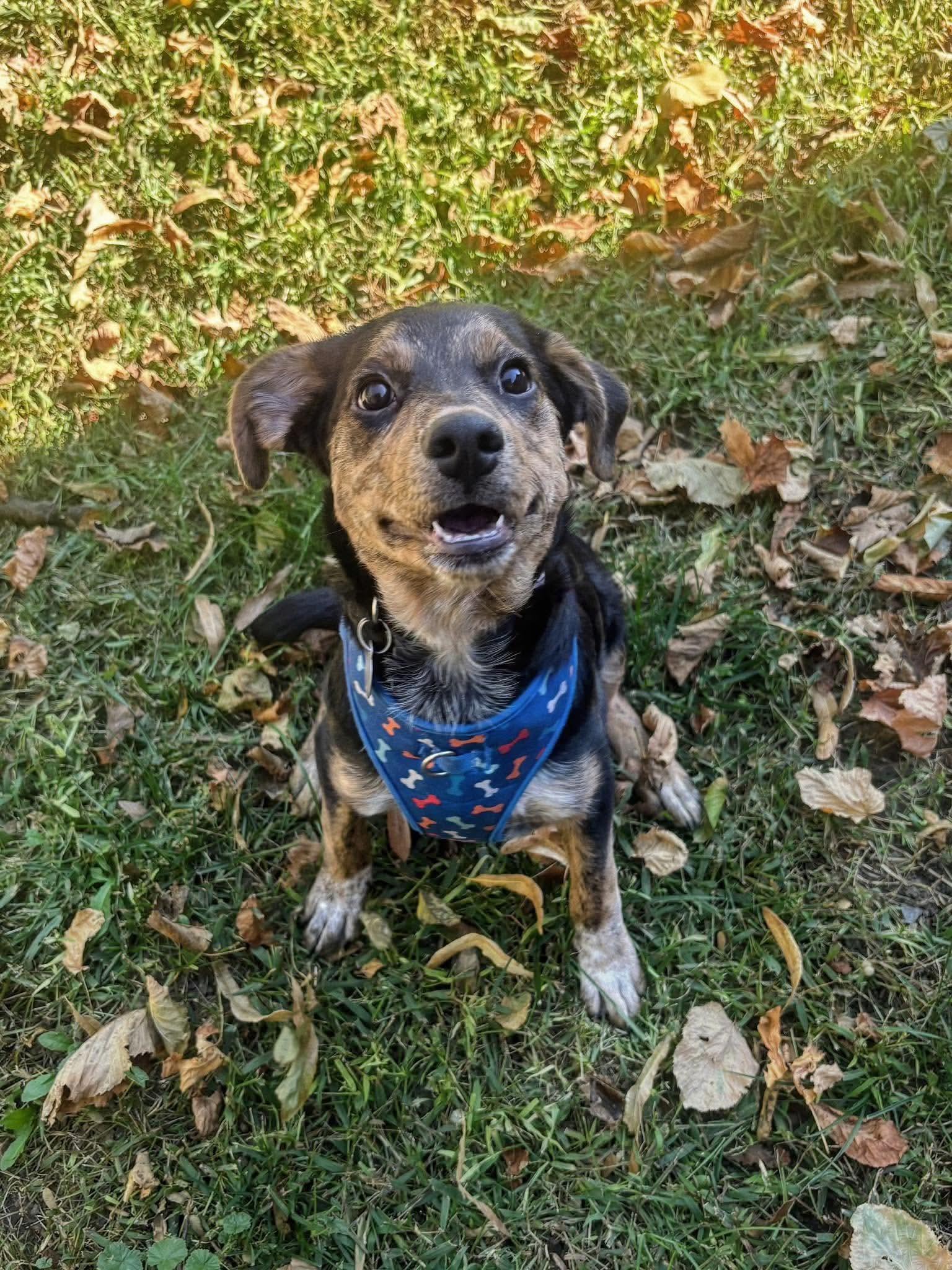 Enlarge Smoochie, a Adoptable Mixed Breed in De Pere, WI image 2/2