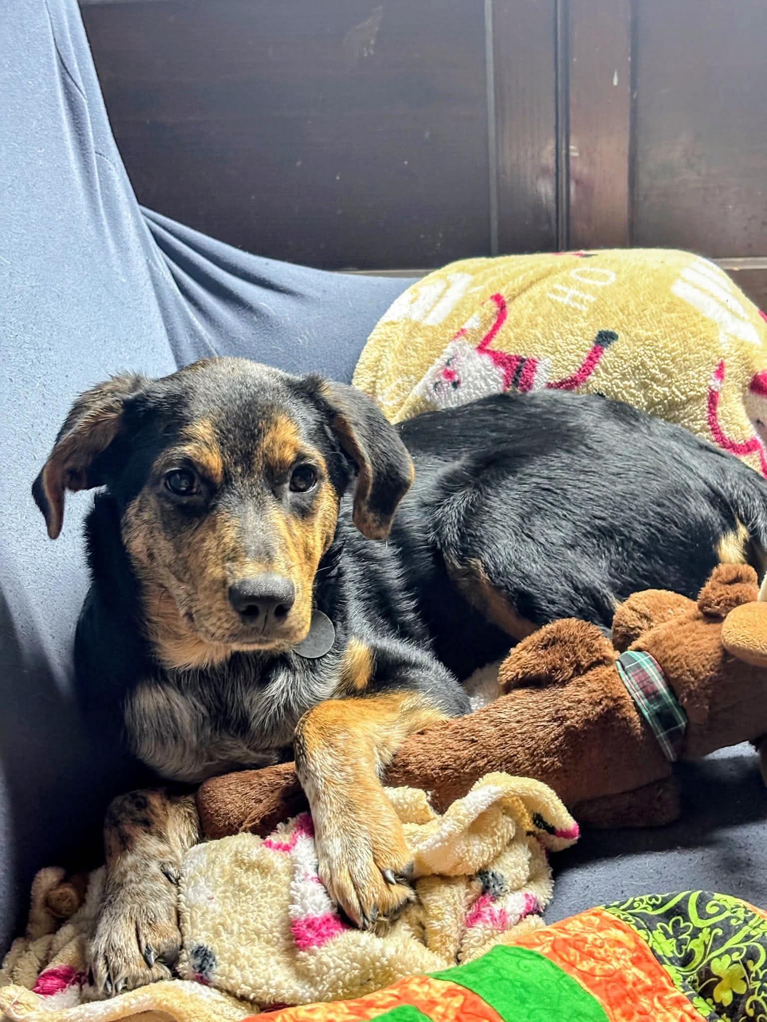 Smoochie, Adoptable, Puppy Female Mixed Breed.