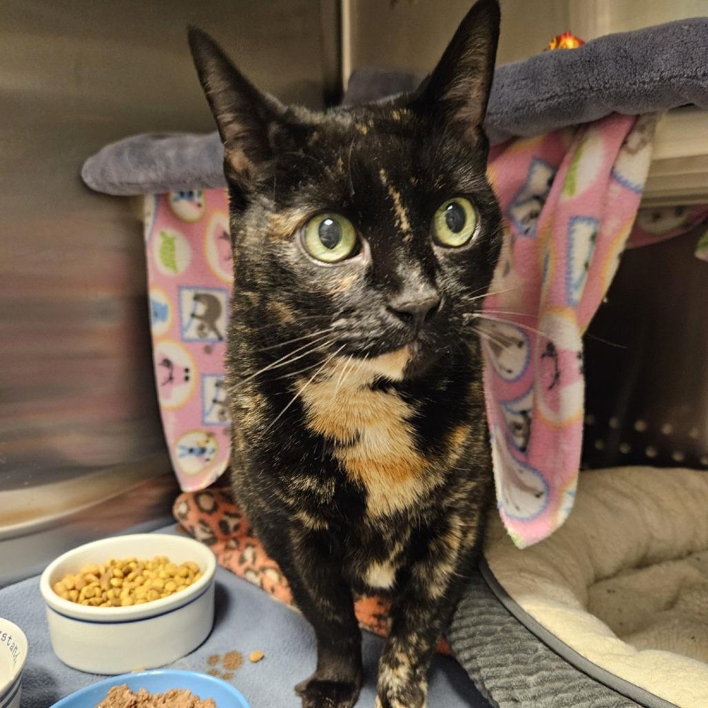 Enlarge Pi, a Adoptable Domestic Short Hair in Port Townsend, WA image 1/3