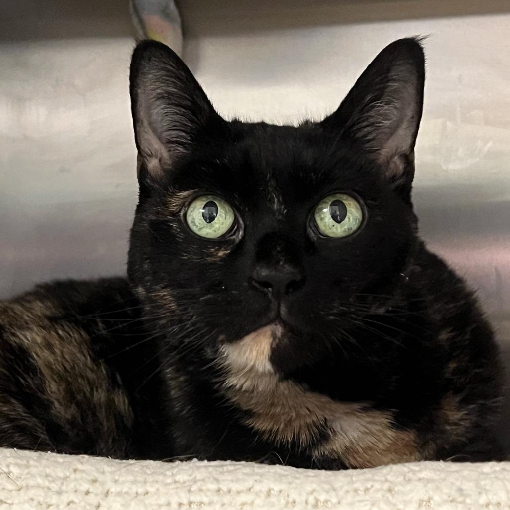 Enlarge Pi, a Adoptable Domestic Short Hair in Port Townsend, WA image 2/3