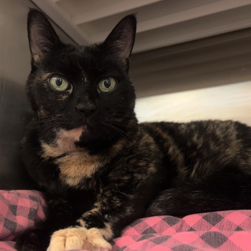 Enlarge Pi, a Adoptable Domestic Short Hair in Port Townsend, WA image 3/3