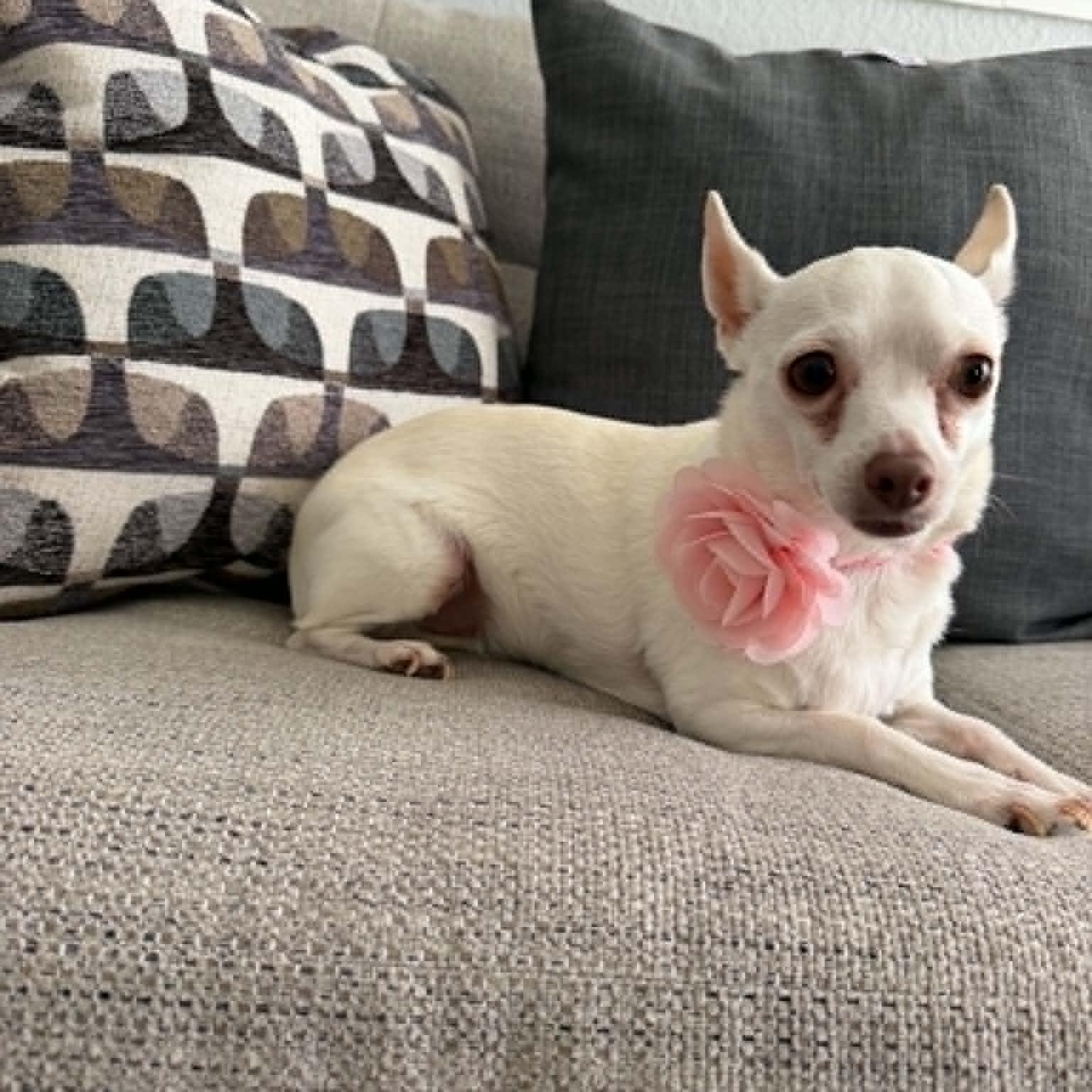 Enlarge PRINCESS is only 8 pounds, a Adoptable Chihuahua in Frisco, TX image 3/6
