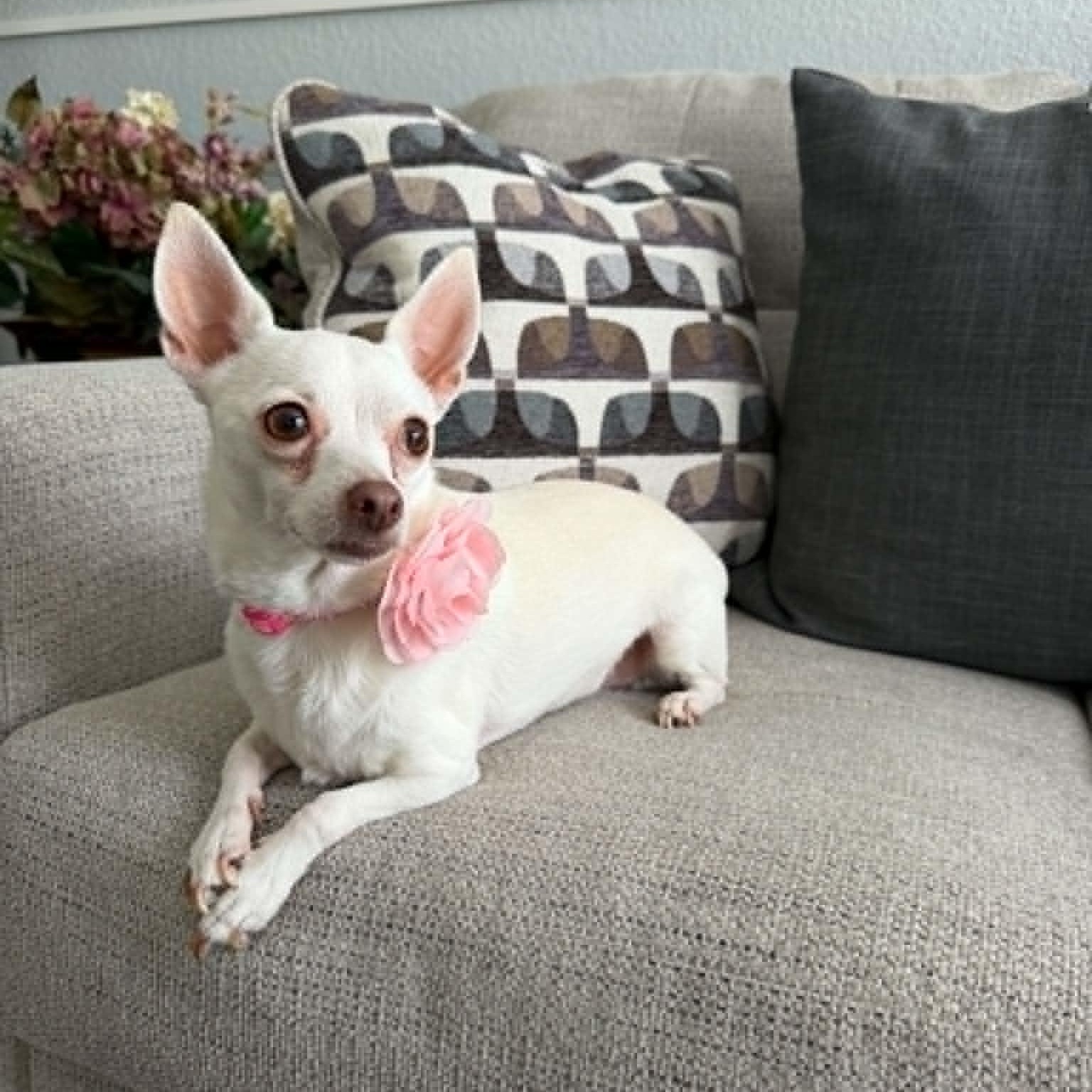 Enlarge PRINCESS is only 8 pounds, a Adoptable Chihuahua in Frisco, TX image 1/6