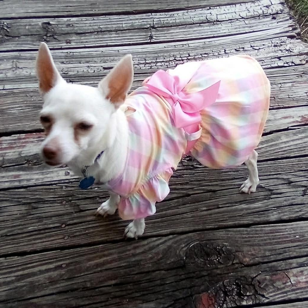 Enlarge PRINCESS is only 8 pounds, a Adoptable Chihuahua in Frisco, TX image 4/6