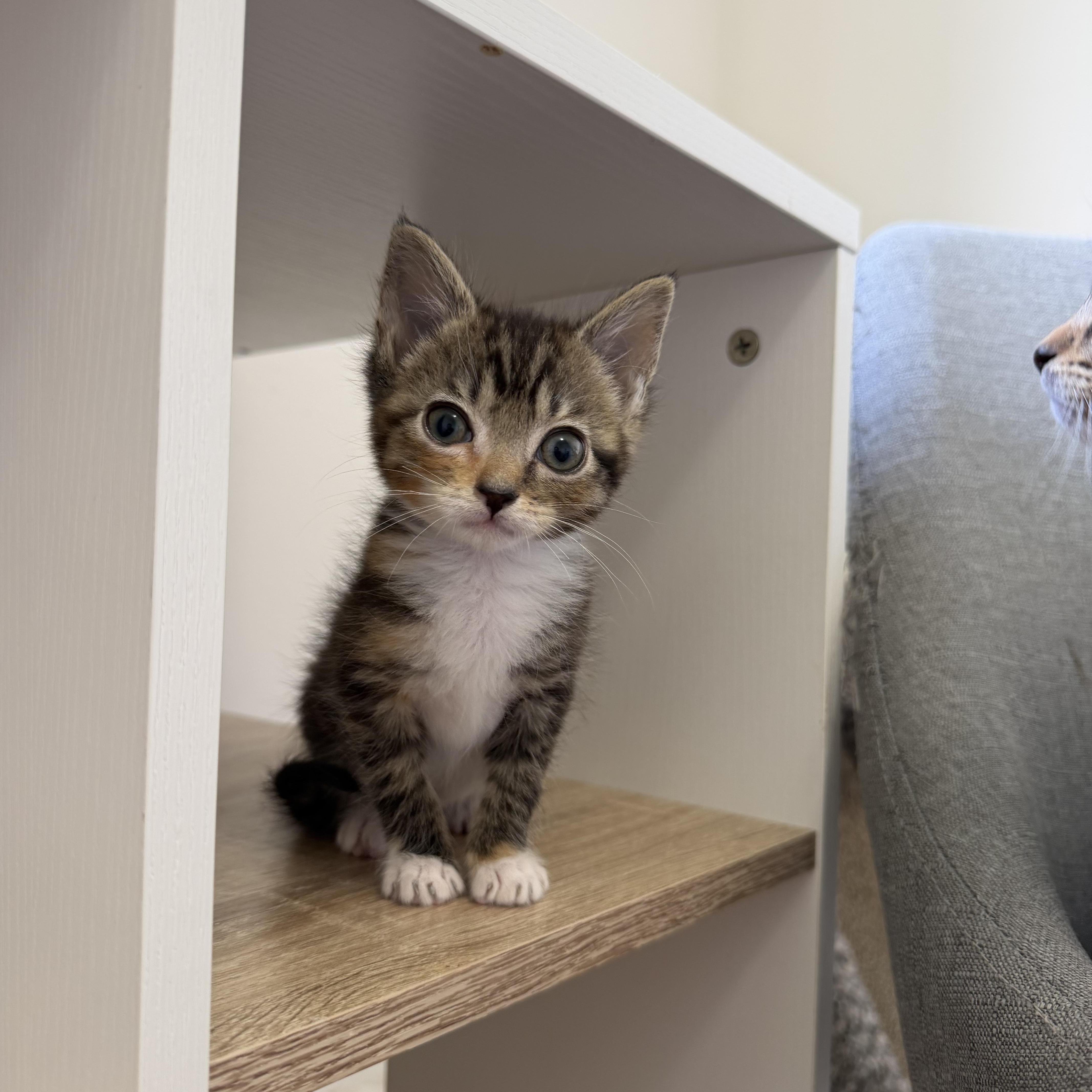 Enlarge Aperol Spritz, a ADOPTABLE Domestic Short Hair in Blacksburg, VA image 3/3