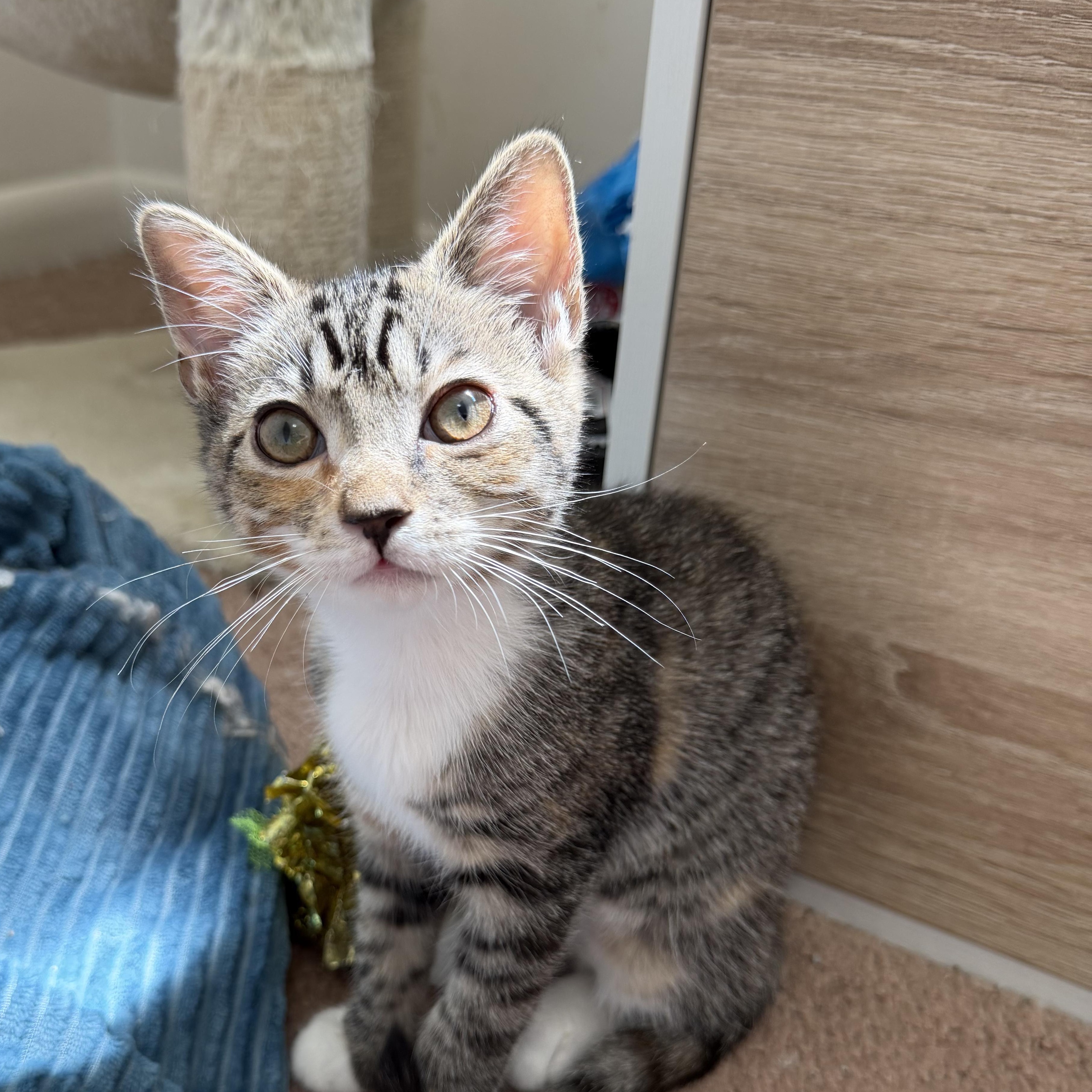 Aperol Spritz, ADOPTABLE, Kitten Female Domestic Short Hair.
