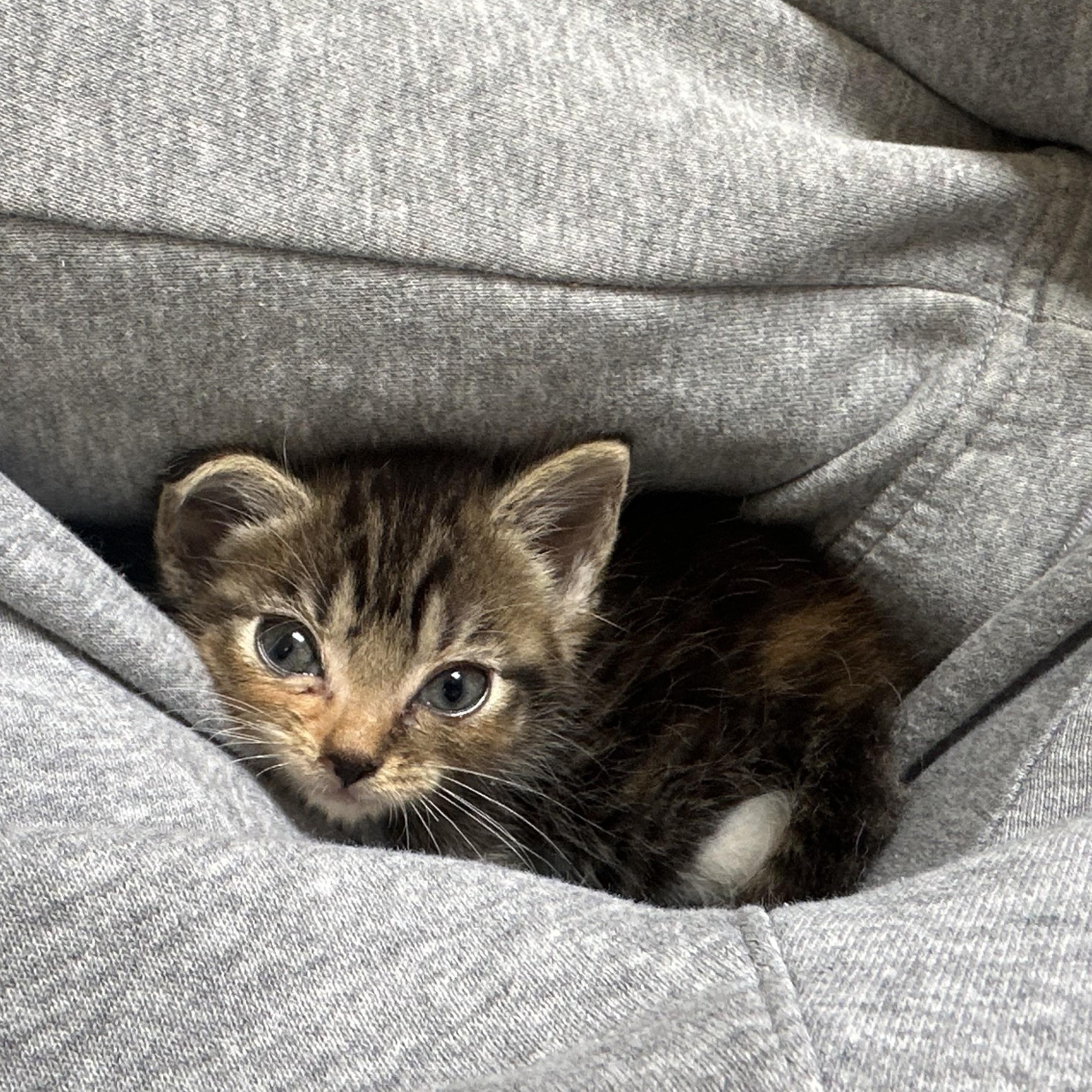 Enlarge Aperol Spritz, a ADOPTABLE Domestic Short Hair in Blacksburg, VA image 2/3