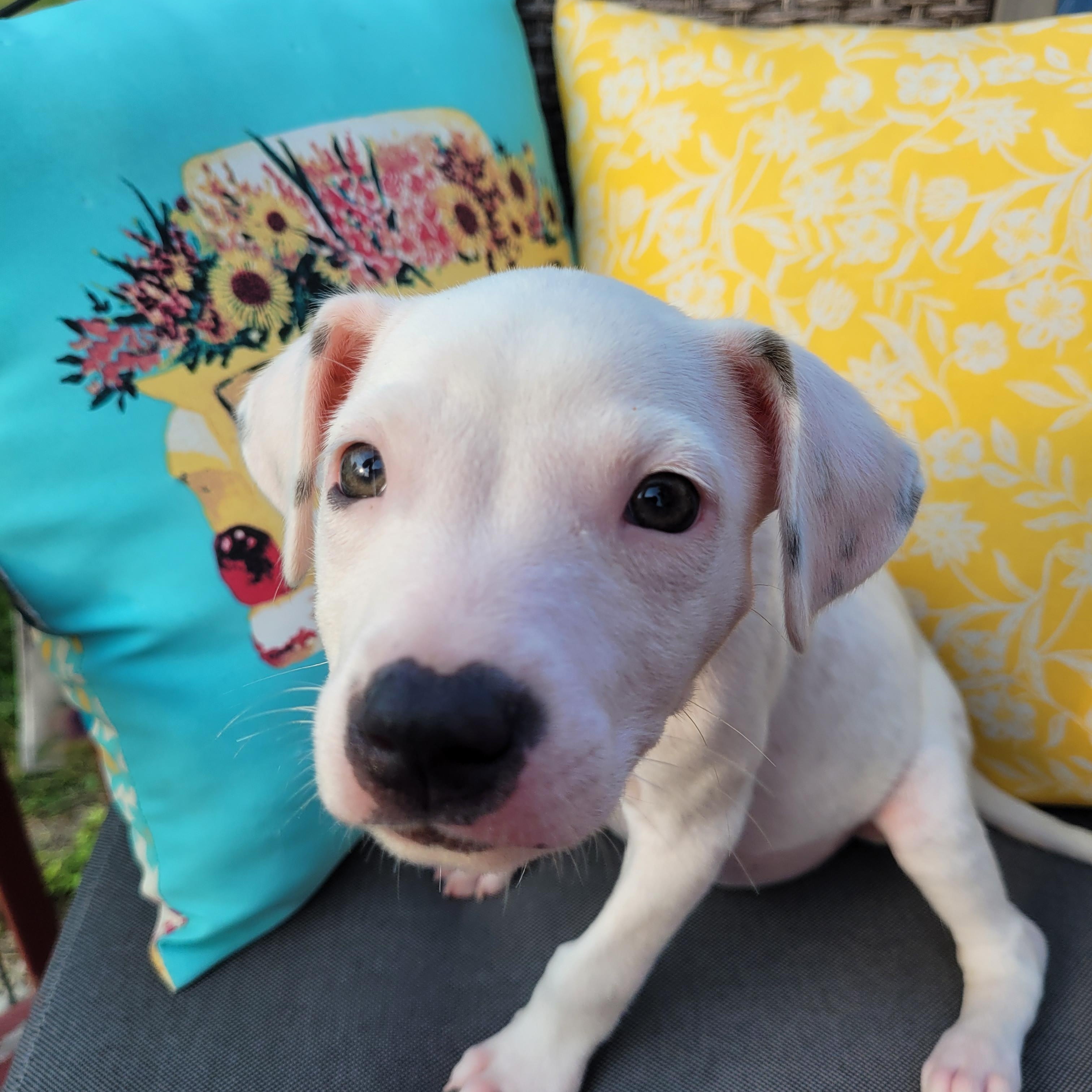 Enlarge Ripley, a ADOPTABLE mixed breed in Byron, IL image 5/6