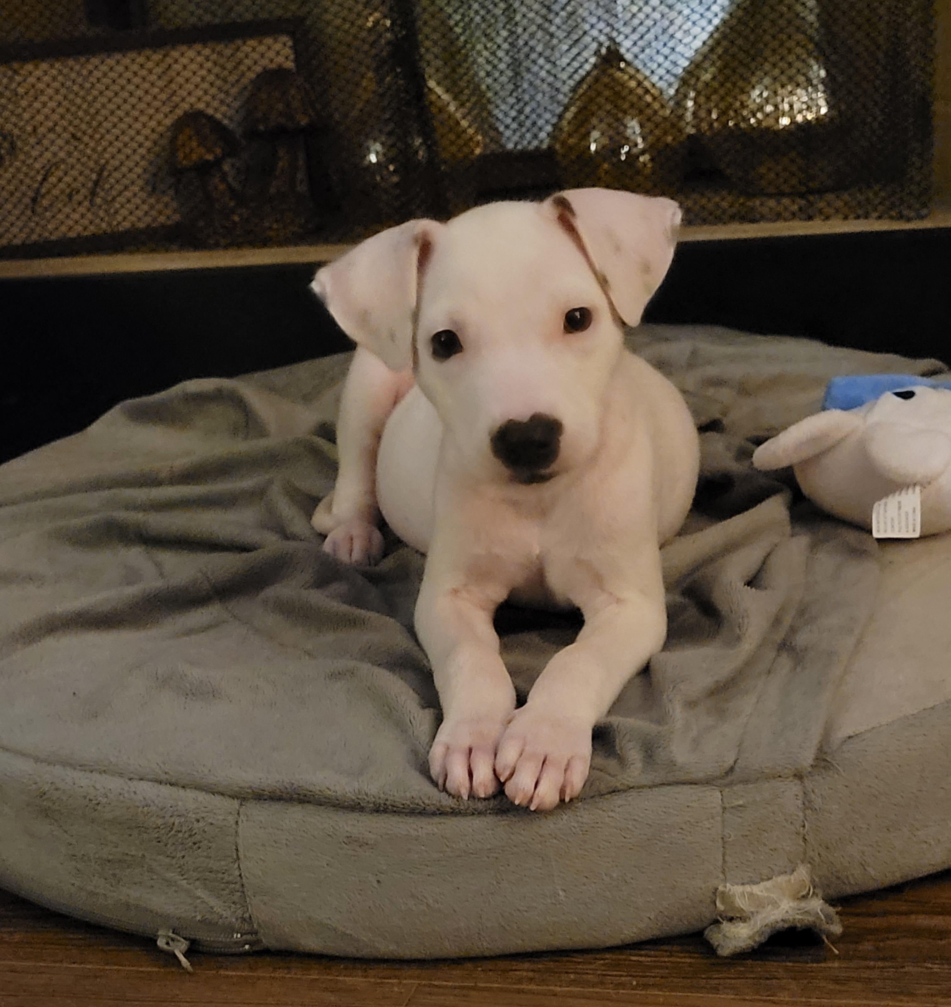 Enlarge Ripley, a ADOPTABLE mixed breed in Byron, IL image 4/6