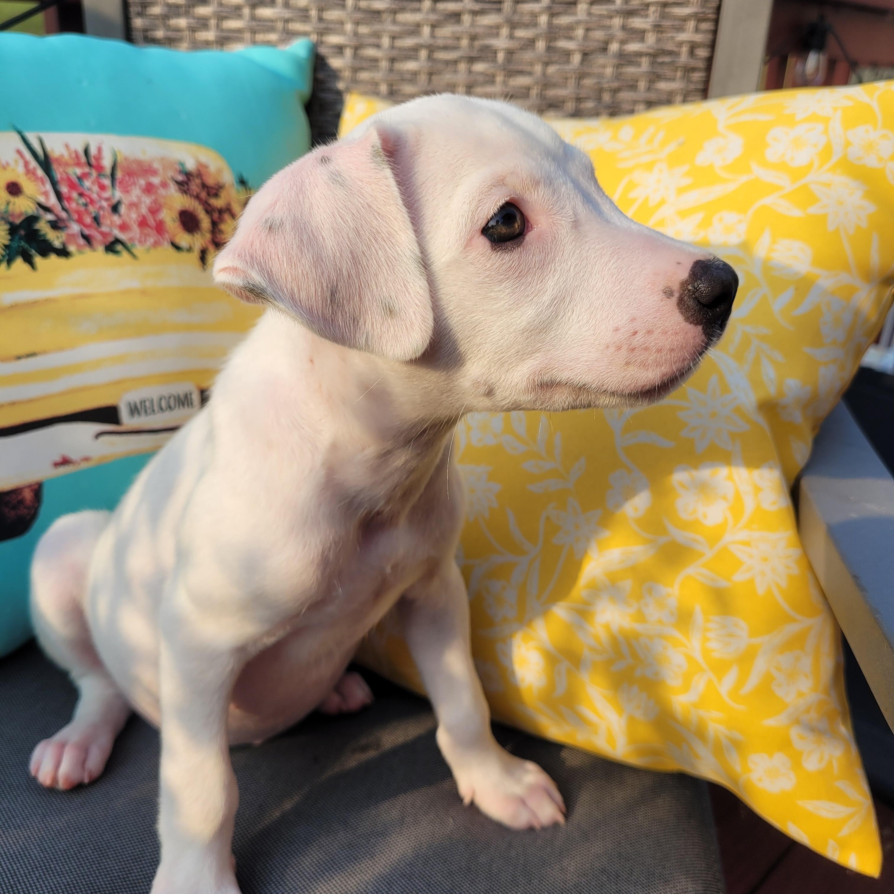 Enlarge Ripley, a ADOPTABLE mixed breed in Byron, IL image 6/6