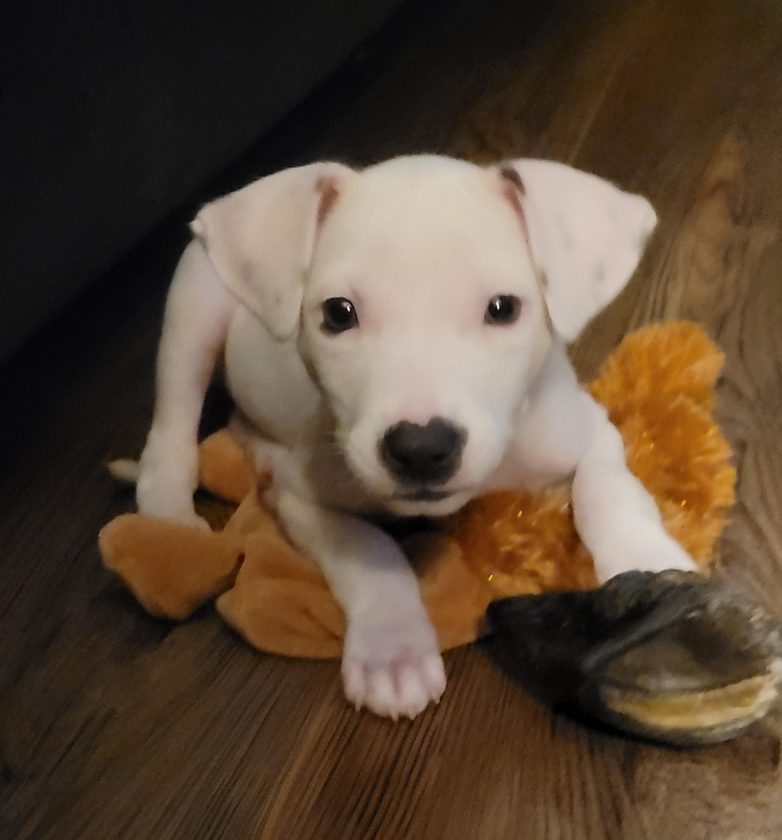Ripley, ADOPTABLE, Puppy Female Hound & Terrier.