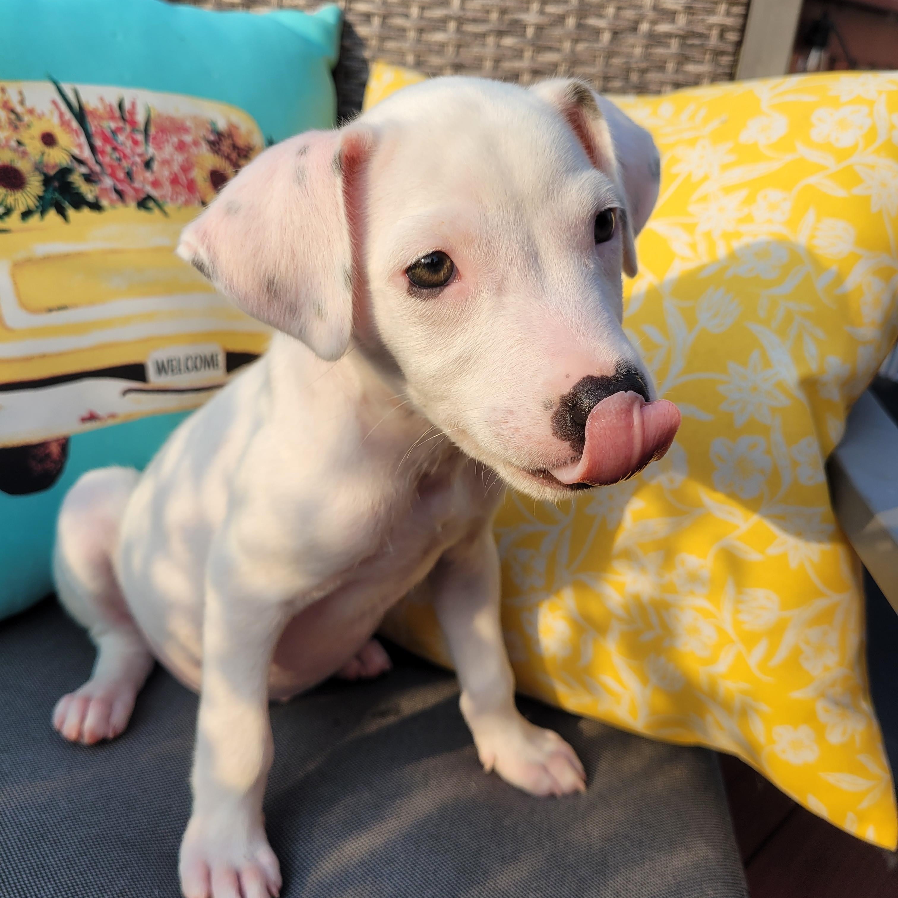 Enlarge Ripley, a ADOPTABLE mixed breed in Byron, IL image 3/6