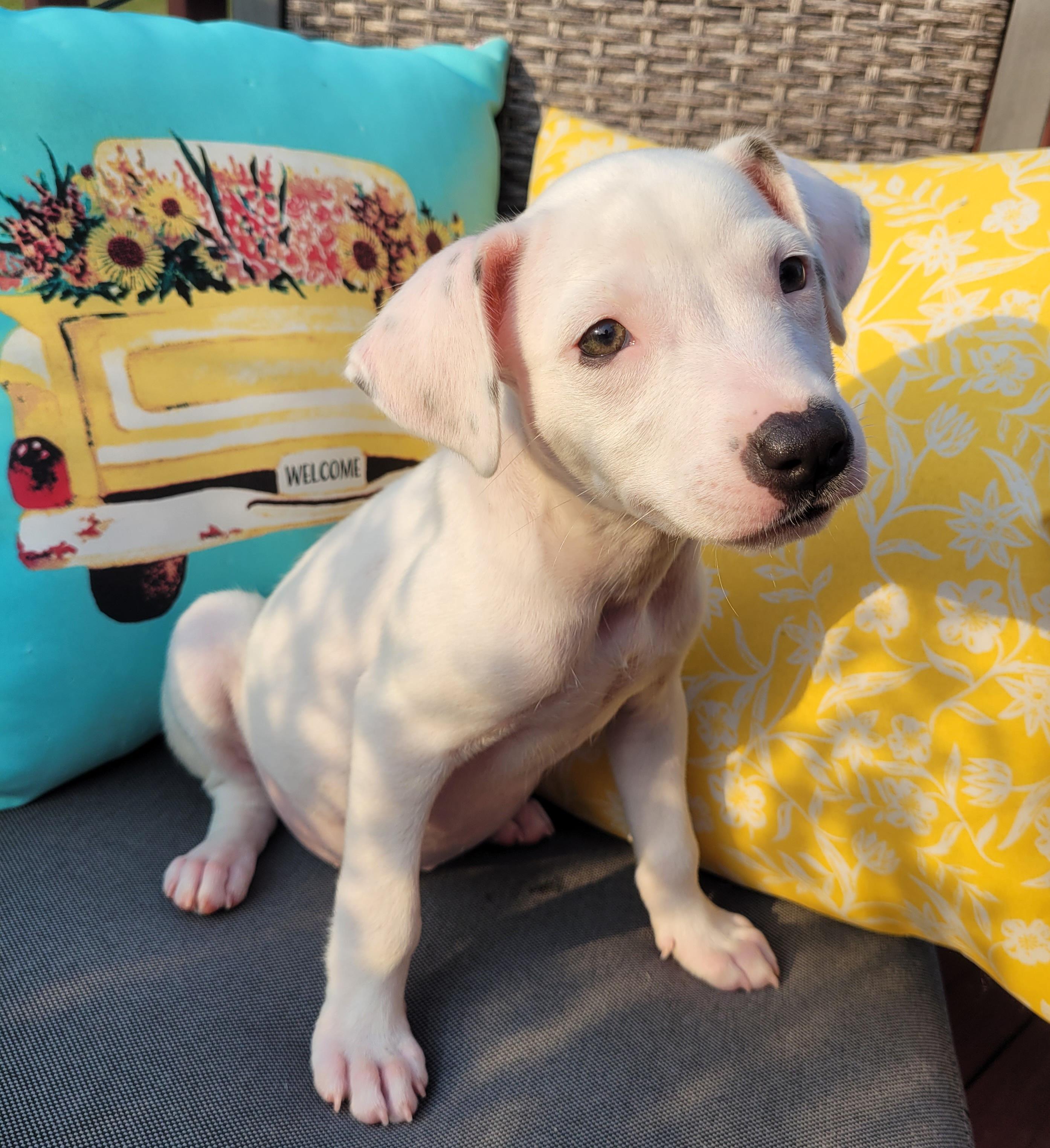 Enlarge Ripley, a ADOPTABLE mixed breed in Byron, IL image 2/6