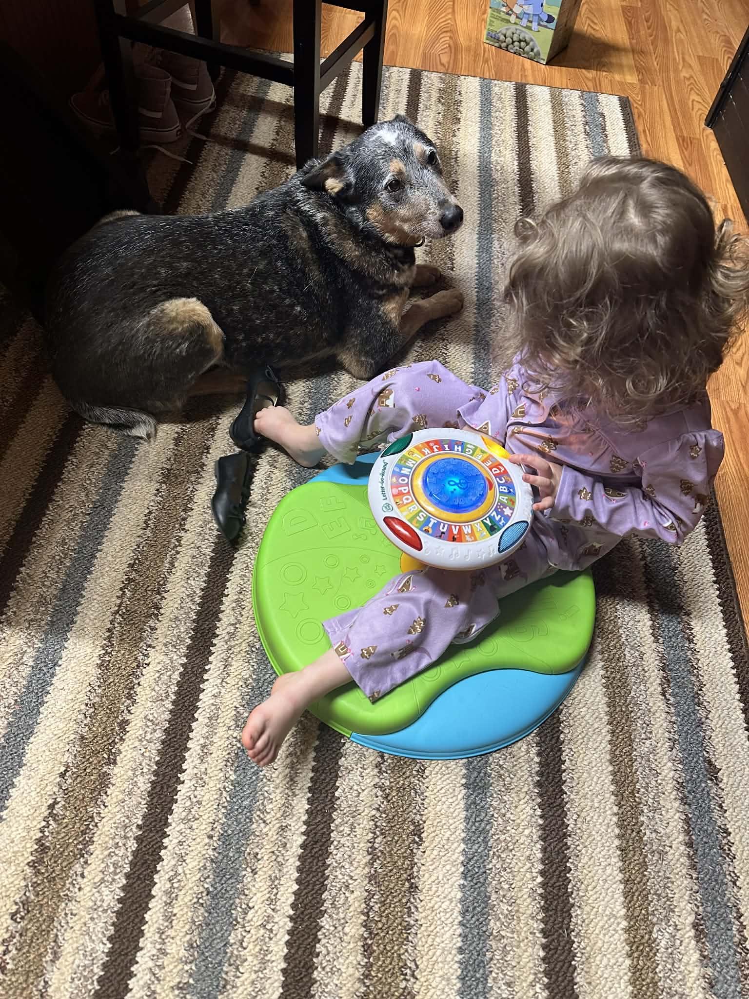 Enlarge Jasper, an adopted Australian Cattle Dog / Blue Heeler in Huntersville, NC image 5/6