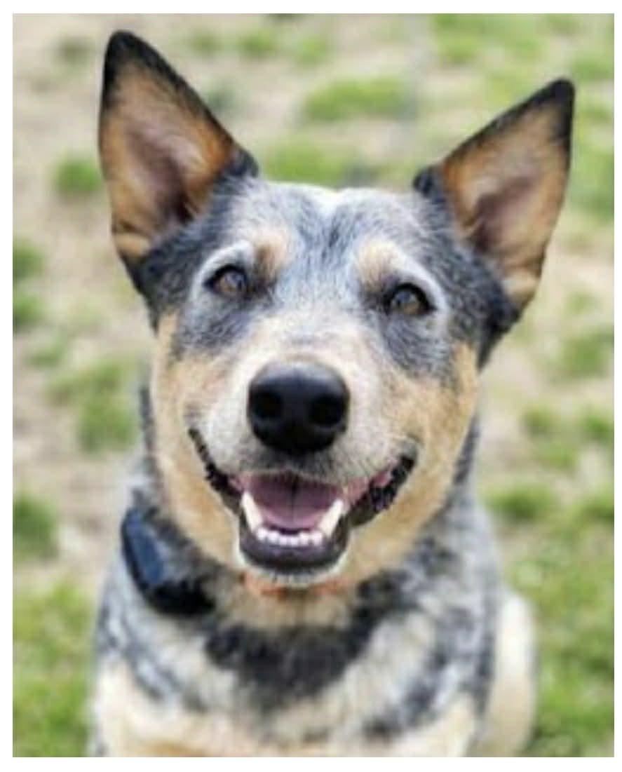 Enlarge Jasper, an adopted Australian Cattle Dog / Blue Heeler in Huntersville, NC image 3/6